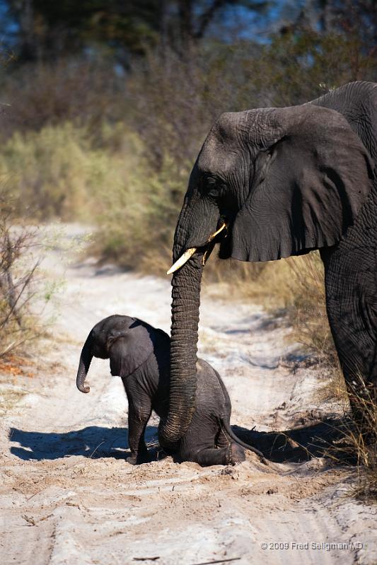 20090614_095219 D3 X1.jpg - Follow these 7 photos taken over a period of 2 minutes.  The baby is 4 days old (rare to see one that young).  Watch him sudenly fall down and the Mom helps pick him up with her trunk